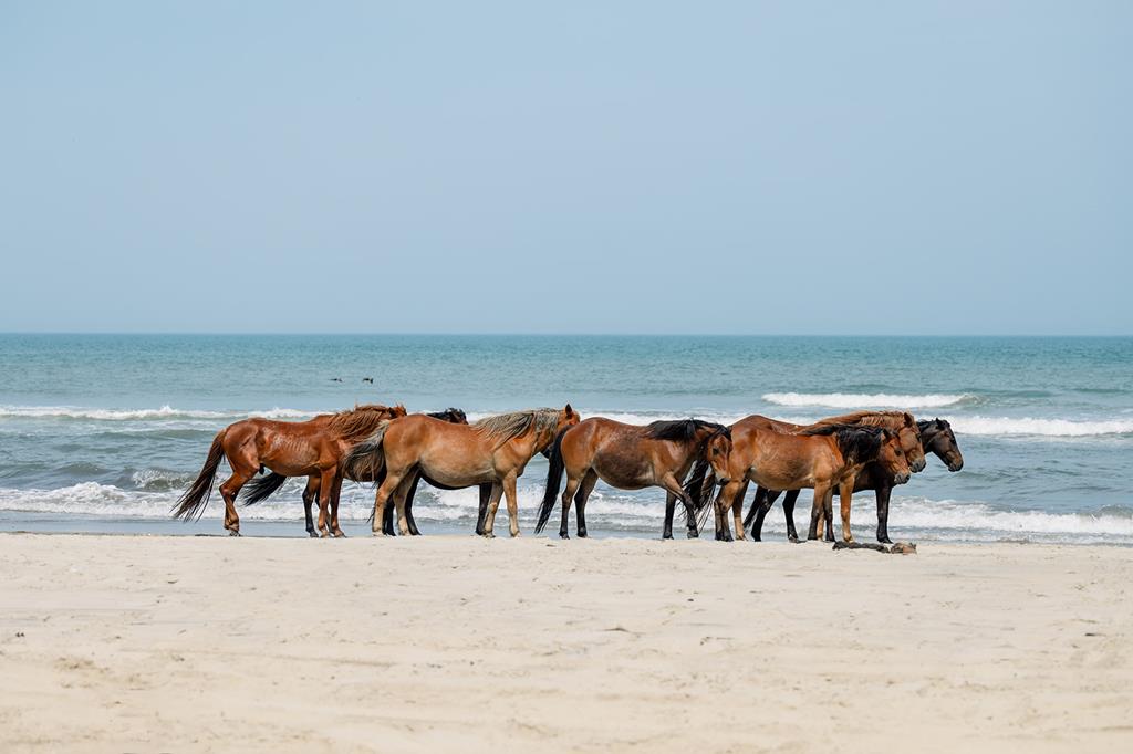 Resort Ocean Sands, Corolla